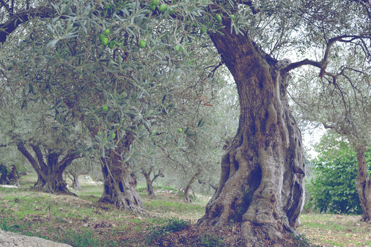 Olive Tree 