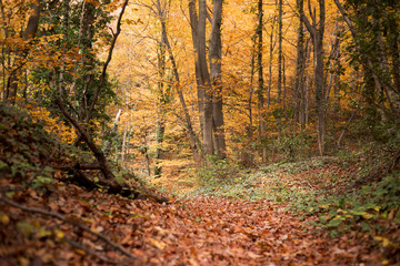 Beautiful nature forest trees hiking in autumn
