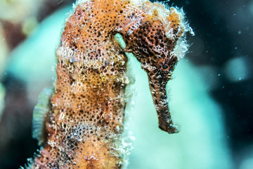 Sea Horse Bonaire