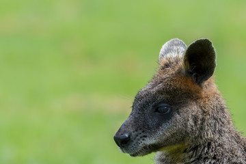 Portrait of a wallaby with copy text space