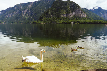 swan on a lake inthe alps on a sunny day