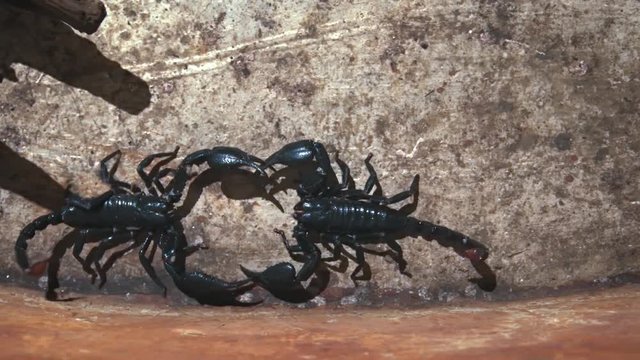 Scorpions Engaged in their Mating Dance. UltraHD 4k video