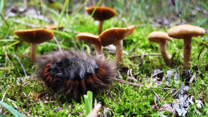 Sleeping caterpillar