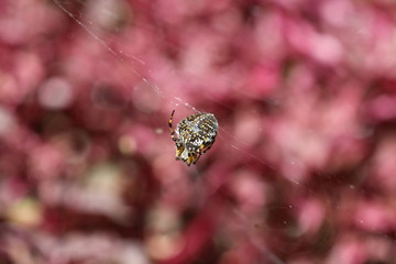 araña