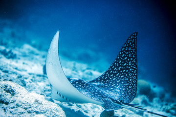 Eagle Ray Eating Bonaire © Lindsey