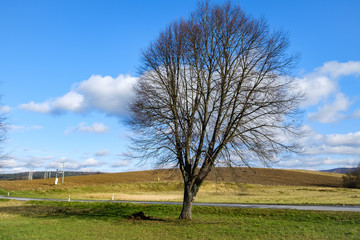 Fototapeta premium trees on a field in autumn nature landscape