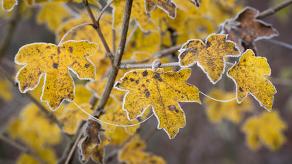 Feldahornblätter mit Reifrand im Herbst / Feld-Ahorn Blatt