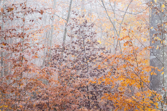 Herbstliche Rotbuchen mit Reif im Nebelwald