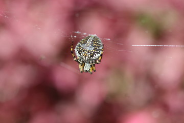 araña