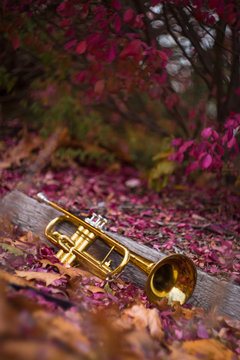 Jazz Trumpet Nature