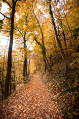 Fototapeta na wymiar Beautiful nature forest trees hiking in autumn