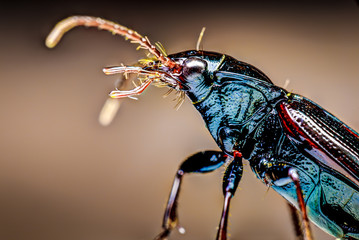 Bug extreme macro