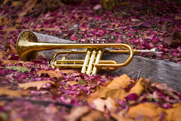 Jazz Trumpet Nature