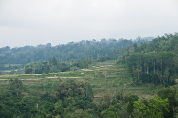 Fototapeta na wymiar Green rice terrace horticulture plantation on misty mountain