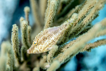 Naklejka premium Fish underwater in Bonaire SCUBA diving