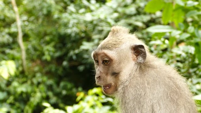Close up Macaque monkey in Monkeyforest, Ubud, Bali