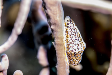 Flamingo Tongue Snail Bonaire