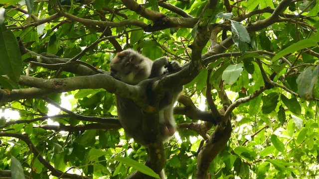 Macaque monkey in tree in Monkeyforest, Ubud, Bali