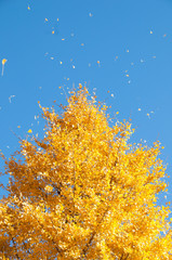 Golden yellow ginko tree with blue sky in Tokyo Japan