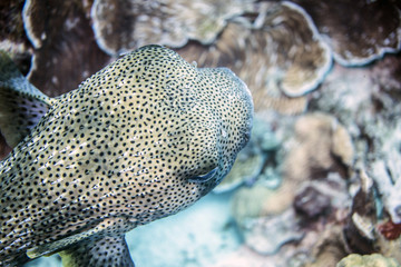 Puffer Fish underwater in Bonaire SCUBA diving