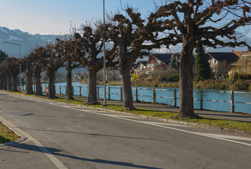 Dried up tries in Interlaken,Switzerland