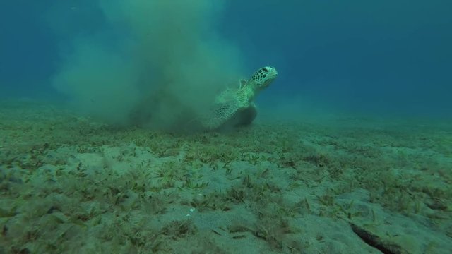 Green Sea Turtle (Chelonia mydas) with Remora fish (Echeneis naucrates) hiding in a cloud of mud, Red sea, Marsa Alam, Abu Dabab, Egypt
