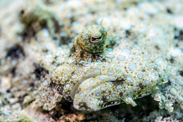 Flounder Fish underwater in Bonaire SCUBA diving