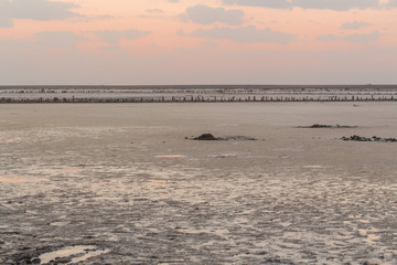 Brine and salt of a pink lake, colored by microalgae Dunaliella salina Azov