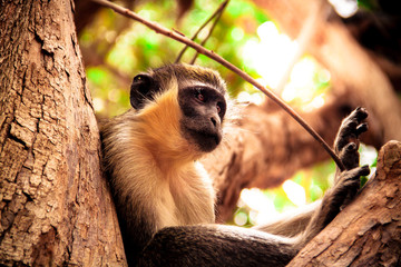 A monkey sits in the tree