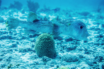 Puffer Fish underwater in Bonaire SCUBA diving