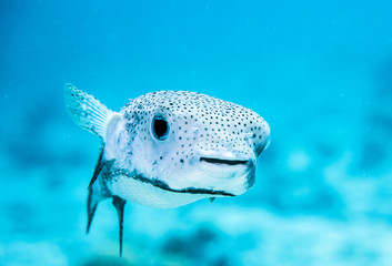 Puffer Fish underwater in Bonaire SCUBA diving © Lindsey
