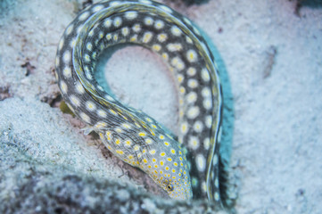 Eel in Bonaire