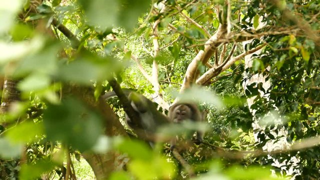 Macaque monkey fight with each other in tree, Ubud, Bali