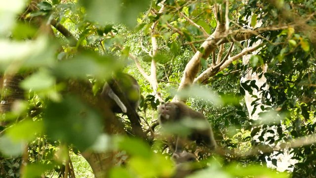 Macaque monkey fight with each other in tree, Ubud, Bali