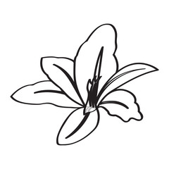 Isolated sketch flower