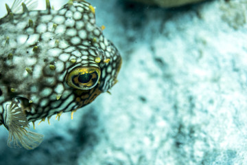 Puffer Fish underwater in Bonaire SCUBA diving