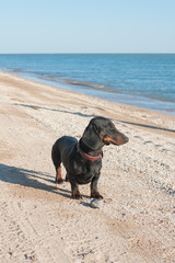 Young smooth black and tan dachshund on sandy beach