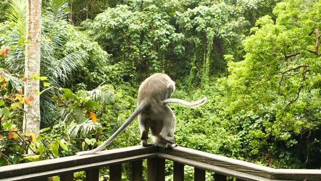 Macaque monkeys have sex on wooden wall, Ubud, Bali