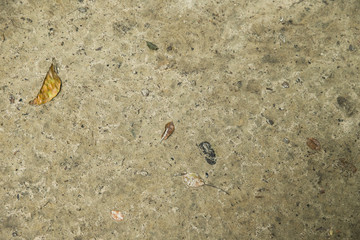 Erde, Laub und Äste auf einem Waldboden, Platz für Text/Typo