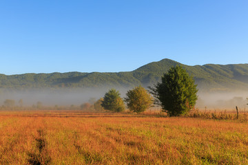 Fototapeta premium The morning fog rolls through Cades Cove Loop in Great Smoky Mountains National Park
