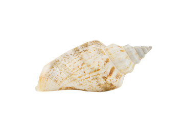 conch on white background, clipping part