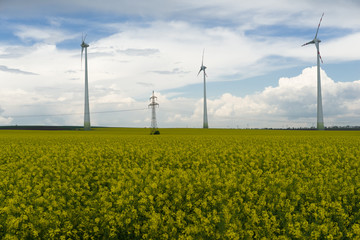 Rapeseed field with windmills 