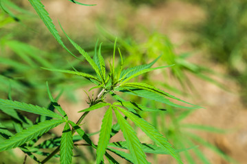 Légalisation du cannabis