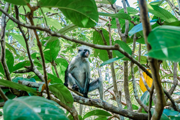 Jozani Forest, Zanzibar, Tanzania