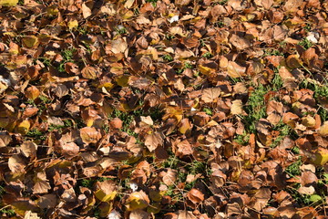 Textural background from fallen leaves of a poplar. An autumn carpet from foliage. the turned yellow autumn dry leaves of a poplar.