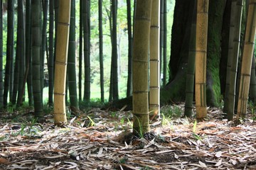 The Bamboo © Юлия Понкратова
