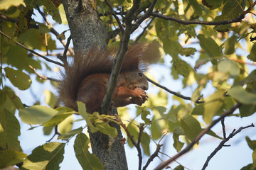 Squirrel in the park