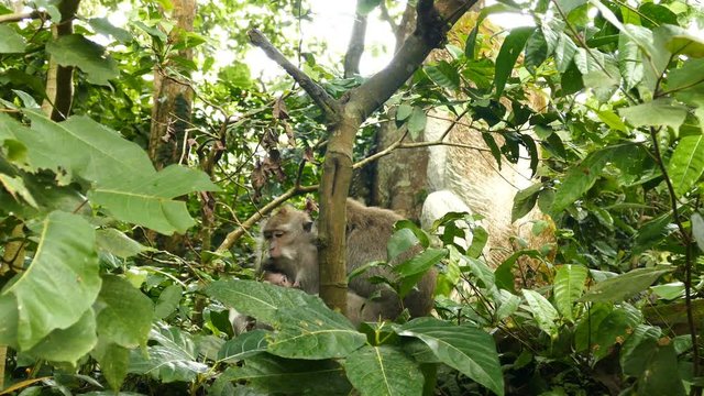 Macaque monkey family are fleeing in at Monkeyforest in Ubud, Bali