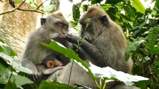 Macaque monkey family are fleeing in at Monkeyforest in Ubud, Bali