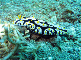 Warzenschnecke ((Phyllidia sp.)